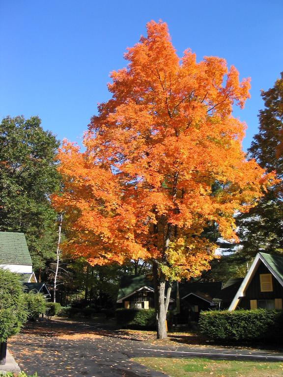 Amber Lantern Motel Lake George Habitación foto